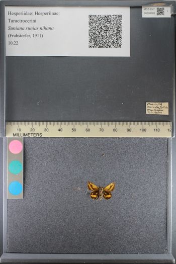 Media type: image;   Entomology 208183
